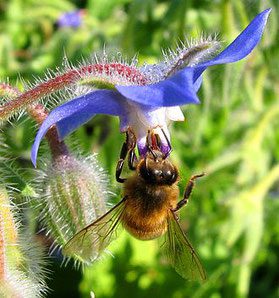 Abeille en zone mélifère